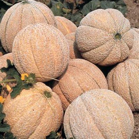 pinayflix melon|Super Melon .